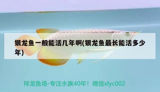 銀龍魚(yú)一般能活幾年啊(銀龍魚(yú)最長(zhǎng)能活多少年)