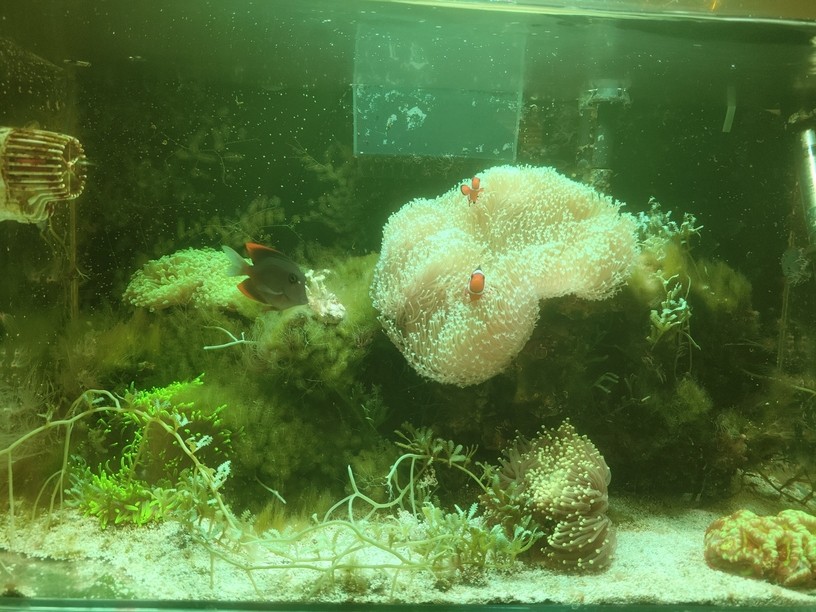 極低端海水缸分享 極低端海水缸分享 龍魚論壇 第1張