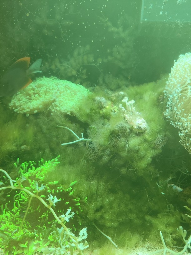 極低端海水缸分享 極低端海水缸分享 龍魚論壇 第2張