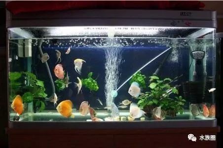 大型魚缸加熱棒放哪里比較好：大型魚缸加熱棒的安全注意事項加熱棒的安全注意事項