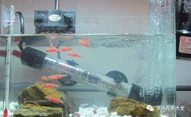 大型魚缸加熱棒放哪里比較好：大型魚缸加熱棒的安全注意事項加熱棒的安全注意事項