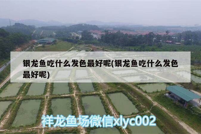 銀龍魚(yú)吃什么發(fā)色最好呢(銀龍魚(yú)吃什么發(fā)色最好呢) 銀龍魚(yú)吃什么發(fā)色最好呢(銀龍魚(yú)吃什么發(fā)色最好呢) 銀龍魚(yú)百科