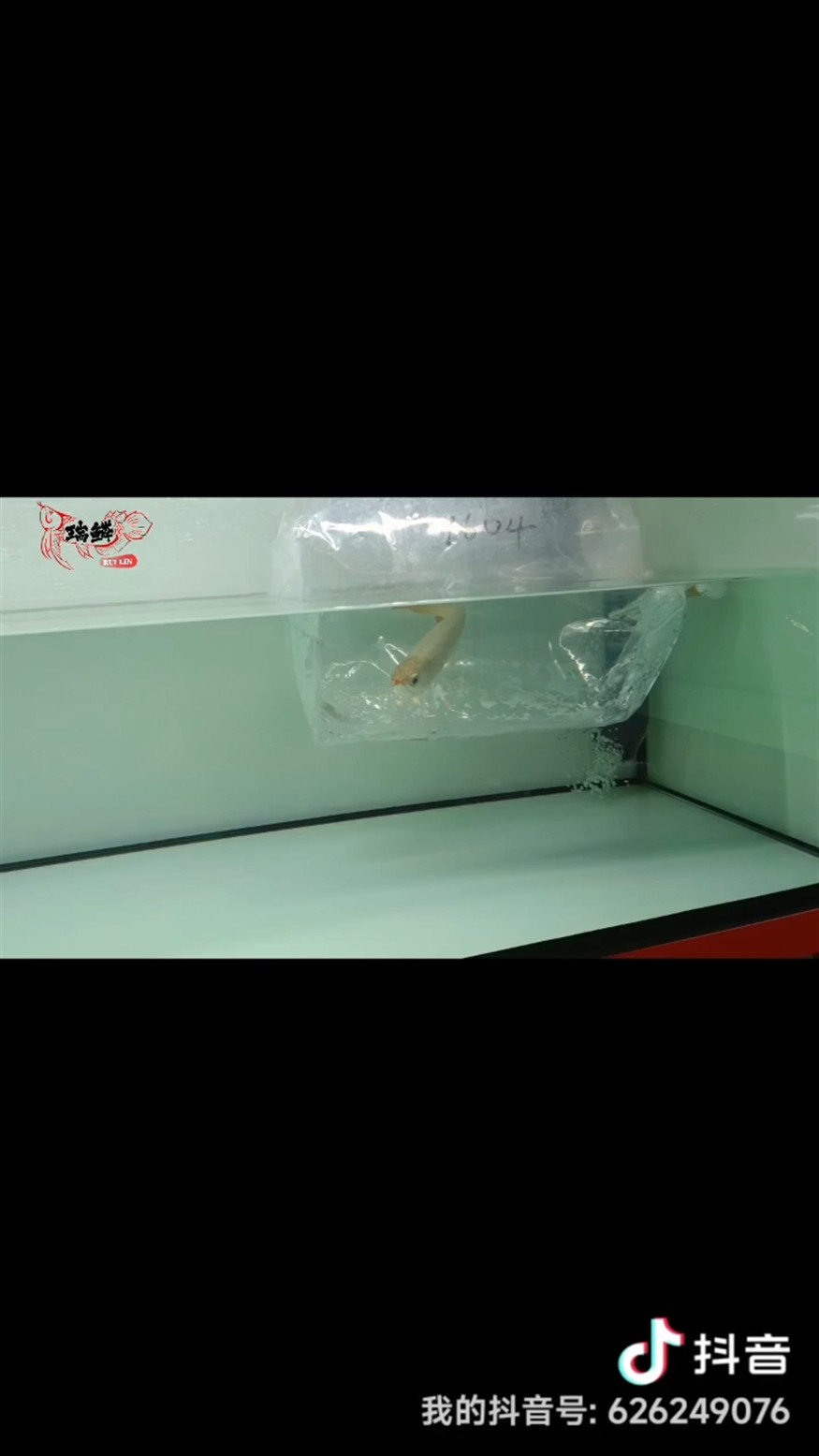 主打高品質性價比！ 主打高品質性價比！ 龍魚論壇