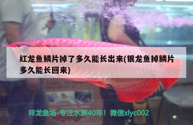 紅龍魚鱗片掉了多久能長出來(銀龍魚掉鱗片多久能長回來) 紅龍魚鱗片掉了多久能長出來(銀龍魚掉鱗片多久能長回來) 銀龍魚百科