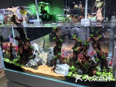 超大型魚缸造景