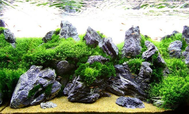 超大型魚缸造景