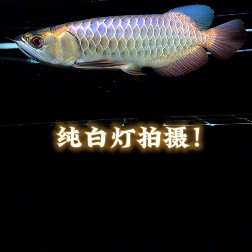 純白燈拍攝無美顏