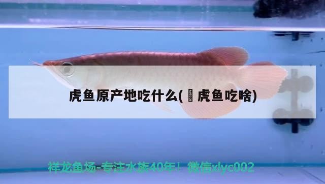 虎魚原產地吃什么(鰕虎魚吃啥)