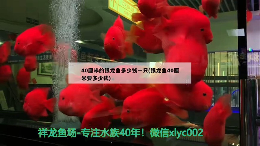 魚缸用增氧泵價格是多少:魚缸增氧機-xtrac增氧機-xtrac增氧機 40厘米的銀龍魚多少錢一只(銀龍魚40厘米要多少錢) 銀龍魚百科 40厘米的銀龍魚多少錢一只(銀龍魚40厘米要多少錢) 40厘米的銀龍魚多少錢一只(銀龍魚40厘米要多少錢) 銀龍魚百科