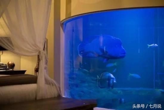 大魚缸養小魚群叫什么：大魚缸養小魚群是一種常見的觀賞魚養殖方式
