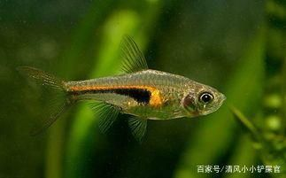 大魚缸養小魚群叫什么：大魚缸養小魚群是一種常見的觀賞魚養殖方式