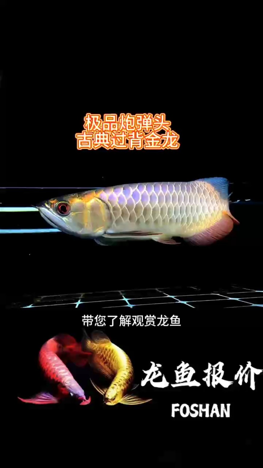 觀賞魚古典炮彈頭金龍