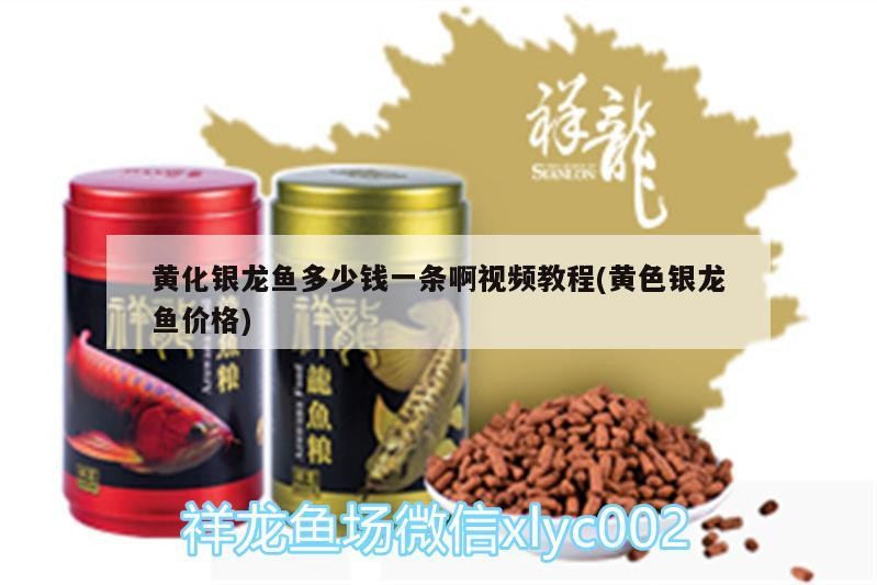 黃化銀龍魚多少錢一條啊視頻教程(黃色銀龍魚價格)