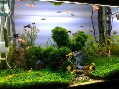 大型魚缸養什么魚：大型魚缸中適合養在大型魚缸中的部分魚類及其特點