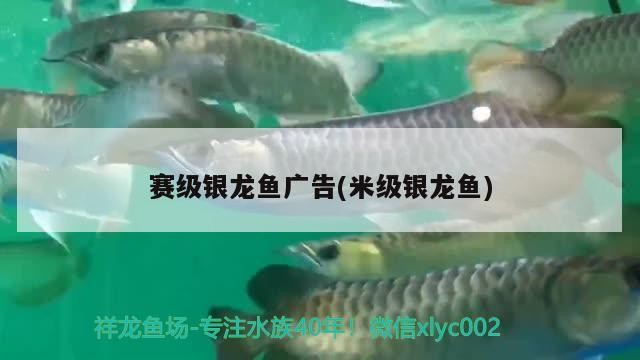 賽級銀龍魚廣告(米級銀龍魚) 賽級銀龍魚廣告(米級銀龍魚) 銀龍魚百科
