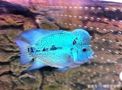 成年羅漢魚能長多大的魚缸里：如何促進羅漢魚成長 成年羅漢魚能長多大的魚缸里：如何促進羅漢魚成長 魚缸百科 第1張
