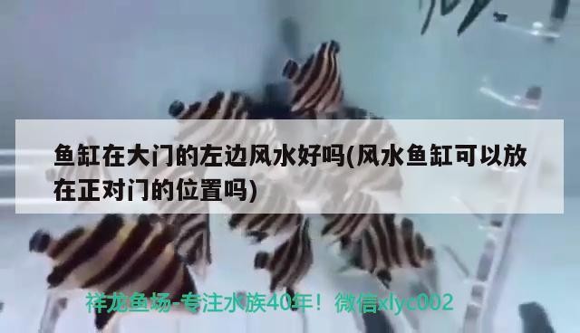 大連市甘井子區(qū)金三角市場(chǎng)福家水族店