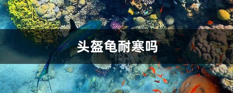魚缸三合一過濾器(小魚缸過濾器推薦)