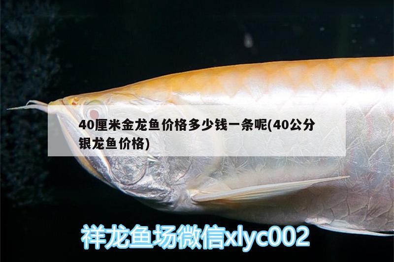 40厘米金龍魚價(jià)格多少錢一條呢(40公分銀龍魚價(jià)格)