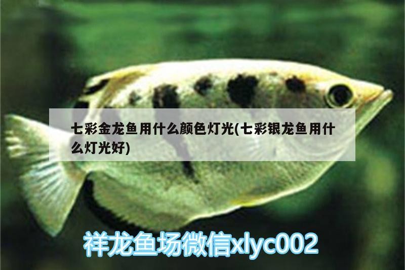 七彩金龍魚用什么顏色燈光(七彩銀龍魚用什么燈光好)