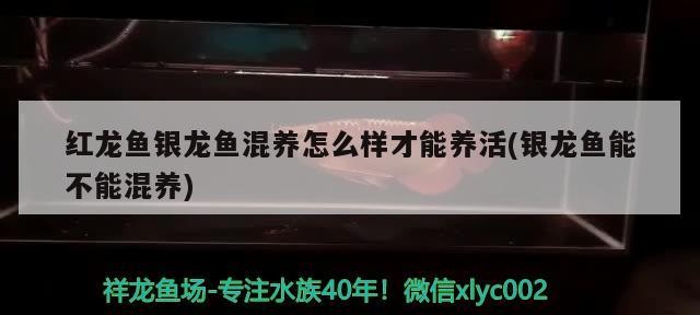 紅龍魚銀龍魚混養(yǎng)怎么樣才能養(yǎng)活(銀龍魚能不能混養(yǎng))