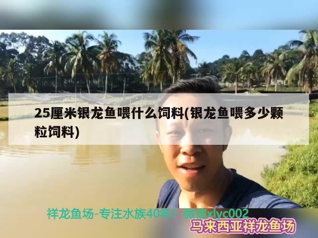 25厘米銀龍魚喂什么飼料(銀龍魚喂多少顆粒飼料)