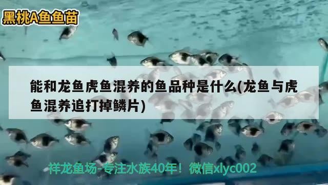 能和龍魚虎魚混養(yǎng)的魚品種是什么(龍魚與虎魚混養(yǎng)追打掉鱗片)