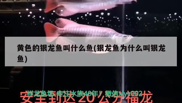 黃色的銀龍魚叫什么魚(銀龍魚為什么叫銀龍魚)