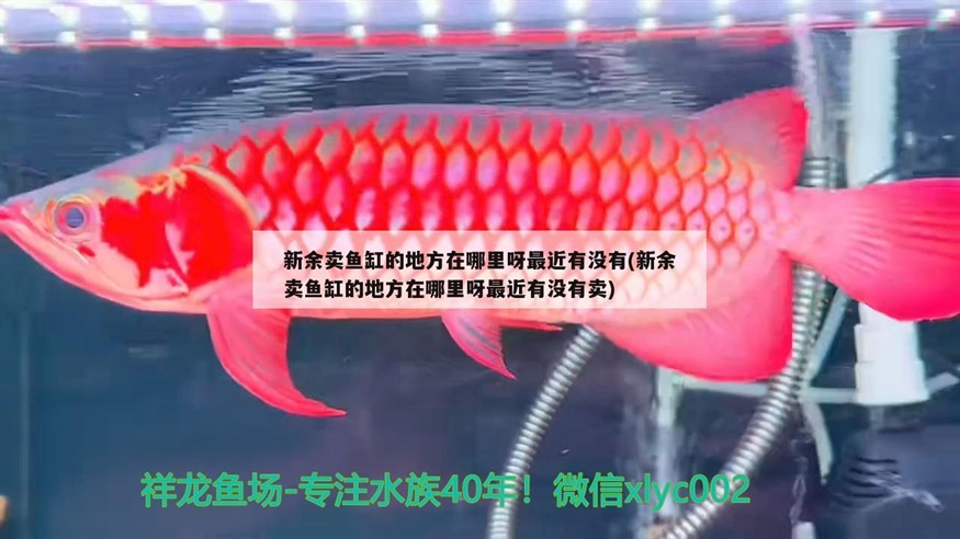 <strong><mark>新余</mark></strong>賣魚缸的地方在哪里呀最近有沒有(<strong><mark>新余</mark></strong>賣魚缸的地方在哪里呀最近有沒有賣)