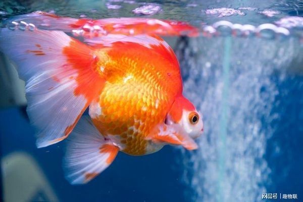 大蘇打魚缸放多少鹽合適呢:大蘇打和鹽在魚缸中的使用 魚缸百科 第1張 大蘇打魚缸放多少鹽合適呢:大蘇打和鹽在魚缸中的使用 大蘇打魚缸放多少鹽合適呢:大蘇打和鹽在魚缸中的使用 魚缸百科 第1張