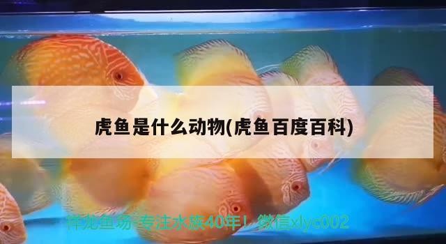 虎魚是什么動物(虎魚百度百科)