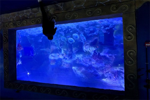 上海市虹口區(qū)新娟水族經營部（上海市虹口區(qū)新娟水族經營部地址）