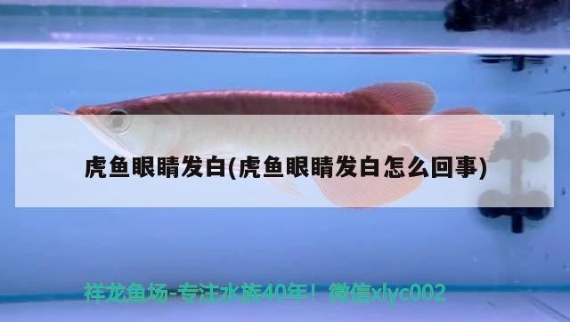 虎魚眼睛發白(虎魚眼睛發白怎么回事)