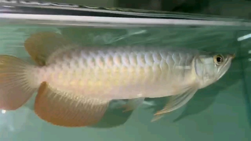 老前輩評論一下這條魚怎樣