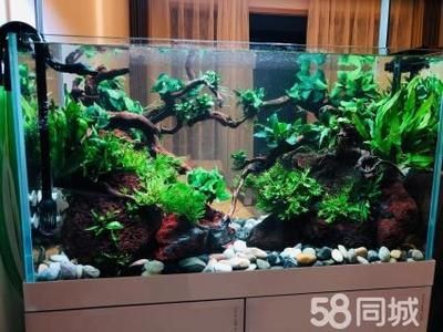 大型魚魚缸造景方法：大型魚缸造景的基本方法和注意事項和注意事項和注意事項 大型魚魚缸造景方法：大型魚缸造景的基本方法和注意事項和注意事項和注意事項 魚缸百科 第1張
