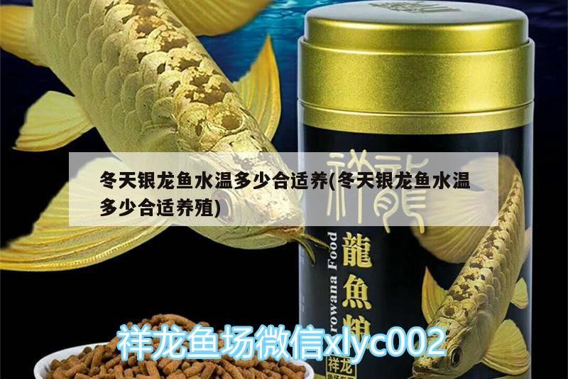 冬天銀龍魚水溫多少合適養(冬天銀龍魚水溫多少合適養殖)