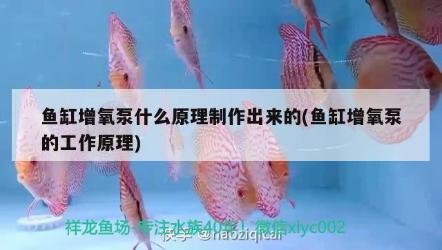 珠海市香洲玲玲水族器材衛(wèi)星街店(珠海香洲水產(chǎn)市場(chǎng)) 全國水族館企業(yè)名錄 第2張 珠海市香洲玲玲水族器材衛(wèi)星街店(珠海香洲水產(chǎn)市場(chǎng)) 珠海市香洲玲玲水族器材衛(wèi)星街店(珠海香洲水產(chǎn)市場(chǎng)) 全國水族館企業(yè)名錄 第2張