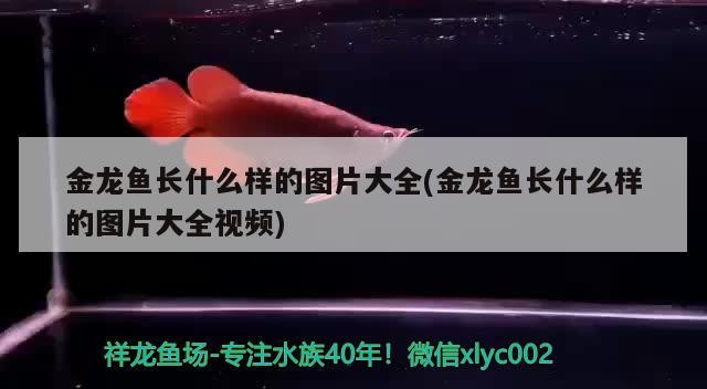 珠海市香洲玲玲水族器材衛(wèi)星街店(珠海香洲水產(chǎn)市場(chǎng)) 全國水族館企業(yè)名錄 第3張 珠海市香洲玲玲水族器材衛(wèi)星街店(珠海香洲水產(chǎn)市場(chǎng)) 珠海市香洲玲玲水族器材衛(wèi)星街店(珠海香洲水產(chǎn)市場(chǎng)) 全國水族館企業(yè)名錄 第3張