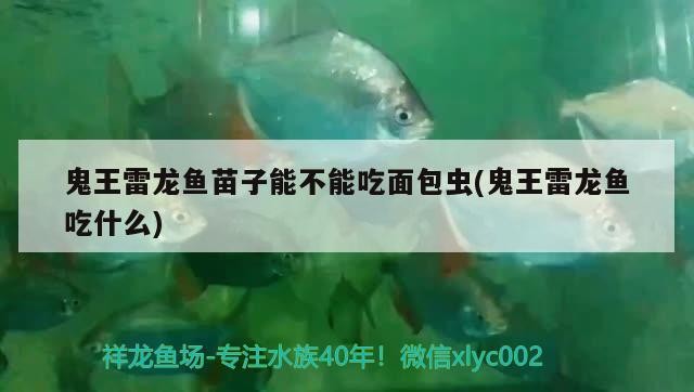 紅龍魚可以和錦鯉一起養嗎(銀龍魚能和錦鯉魚一起養嗎?)