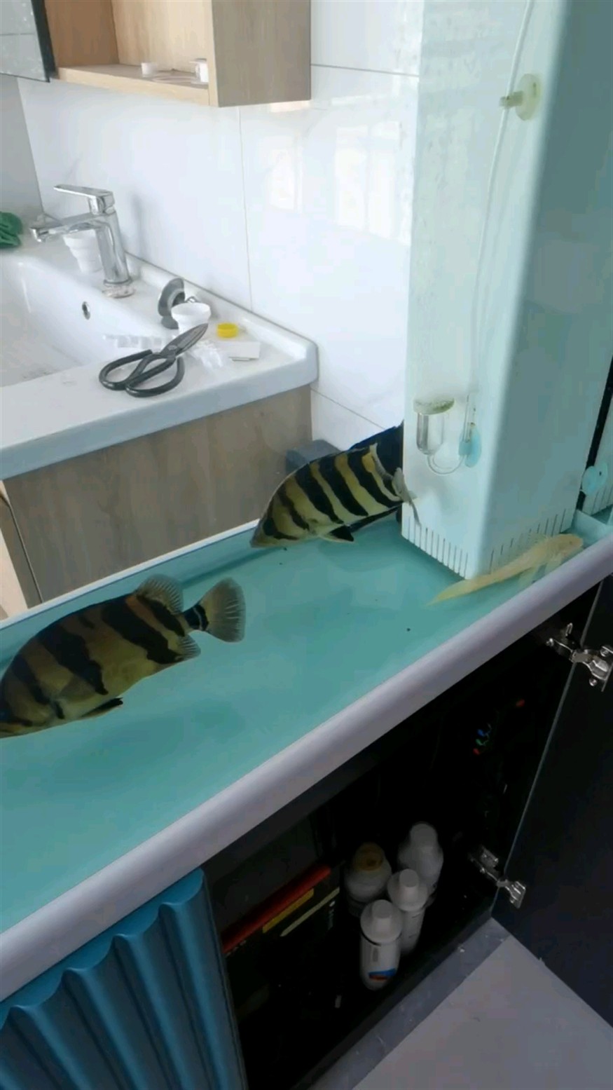 缸霸爭奪戰 缸霸爭奪戰 龍魚論壇
