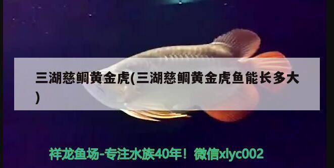 三湖慈鯛黃金虎(三湖慈鯛黃金虎魚(yú)能長(zhǎng)多大)