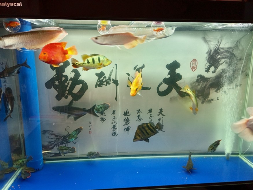 第一天到家，看著狀態還可以 第一天到家，看著狀態還可以 龍魚論壇 第1張