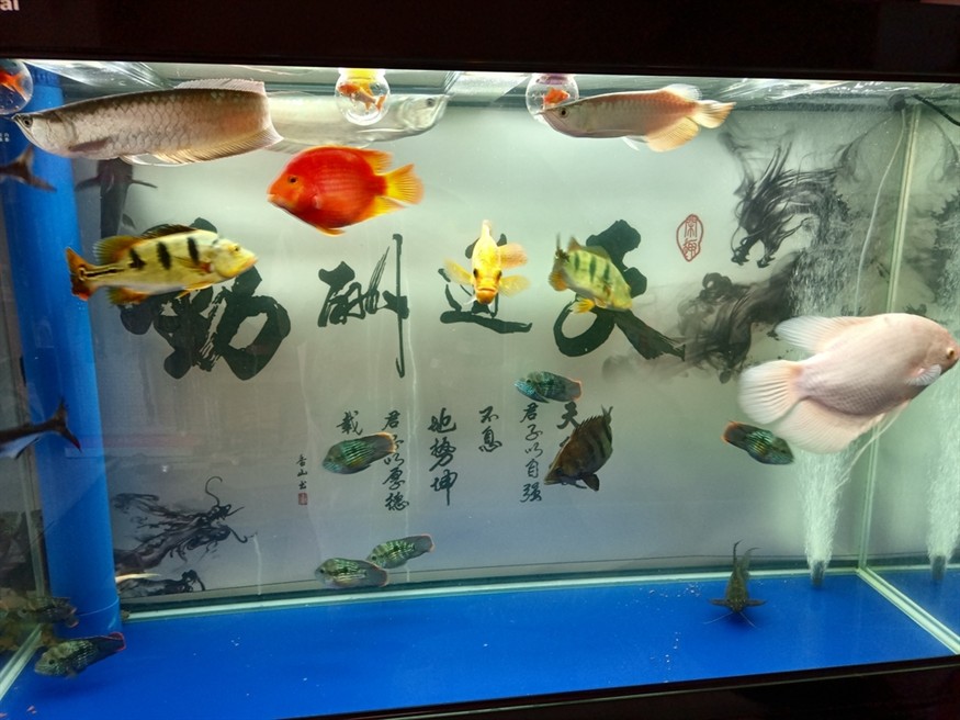 第一天到家，看著狀態還可以 第一天到家，看著狀態還可以 龍魚論壇 第2張