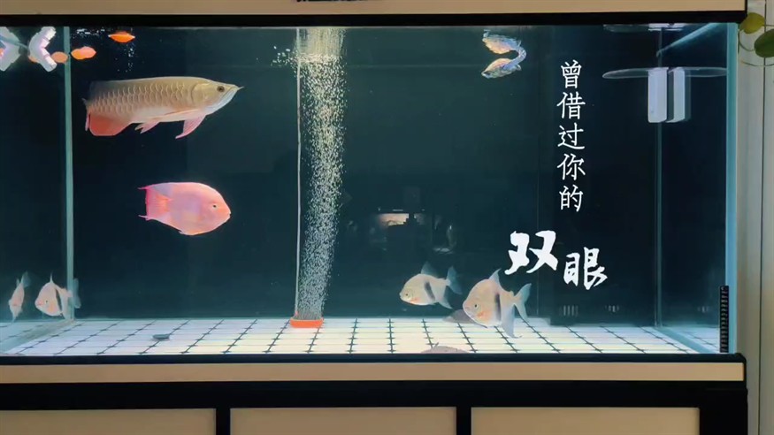 小金龍成長(zhǎng)記第 195 小金龍成長(zhǎng)記第 195 龍魚論壇