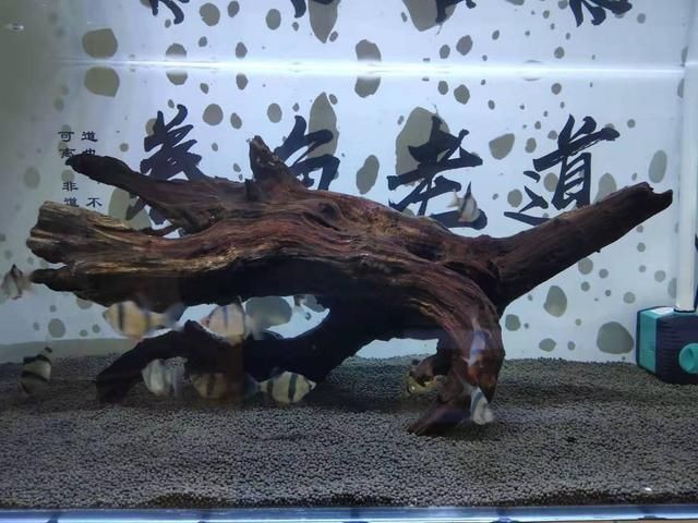 沉木魚缸養什么魚好看視頻：沉木在魚缸中的作用是什么？