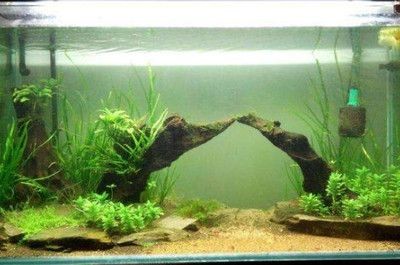 沉木魚缸養什么魚好看視頻：沉木在魚缸中的作用是什么？