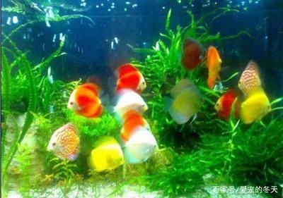 冬天魚缸里的水渾濁怎么辦呢：冬天魚缸水渾濁的處理方法是根據搜索結果整理的方法
