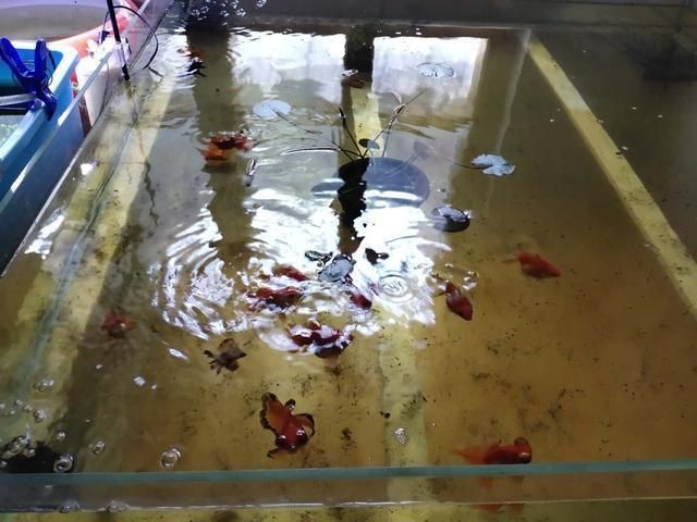 冬天魚缸里的水渾濁怎么辦呢：冬天魚缸水渾濁的處理方法是根據搜索結果整理的方法