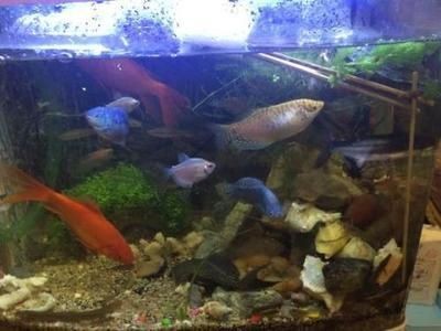 觀賞金龍魚的養殖方法