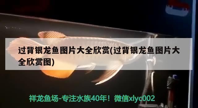 過背銀龍魚圖片大全欣賞(過背銀龍魚圖片大全欣賞圖)